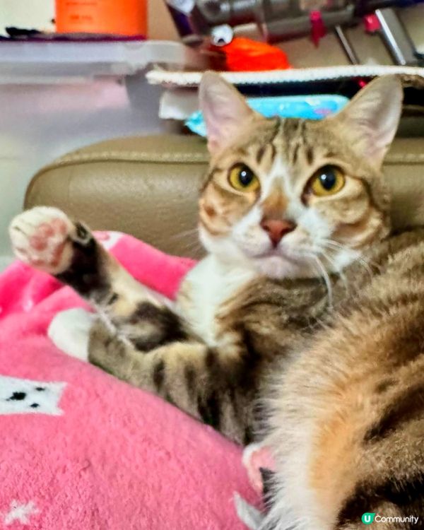 🐱：睇我左勾拳 右勾拳 😼😼😼