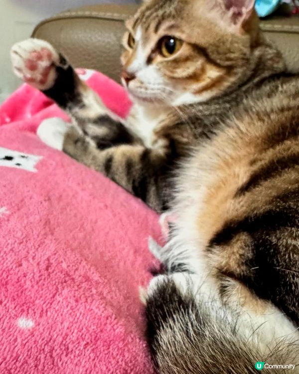 🐱：睇我左勾拳 右勾拳 😼😼😼