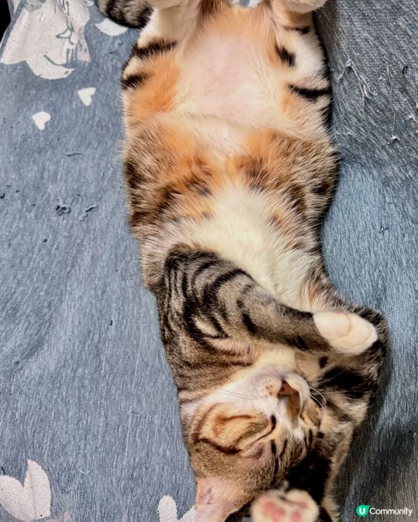 🐱：睇我左勾拳 右勾拳 😼😼😼