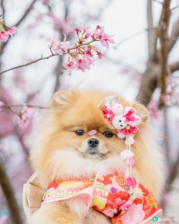 我鼻仔好似有粒花瓣？🌸