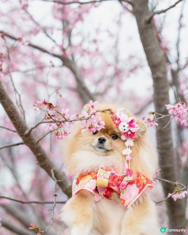 我鼻仔好似有粒花瓣？🌸