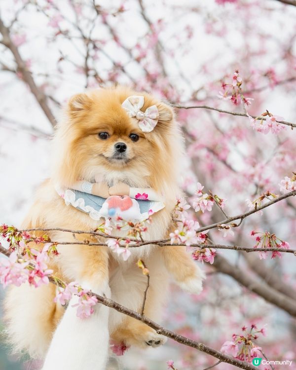 我鼻仔好似有粒花瓣？🌸