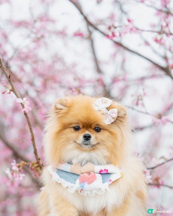 我鼻仔好似有粒花瓣？🌸