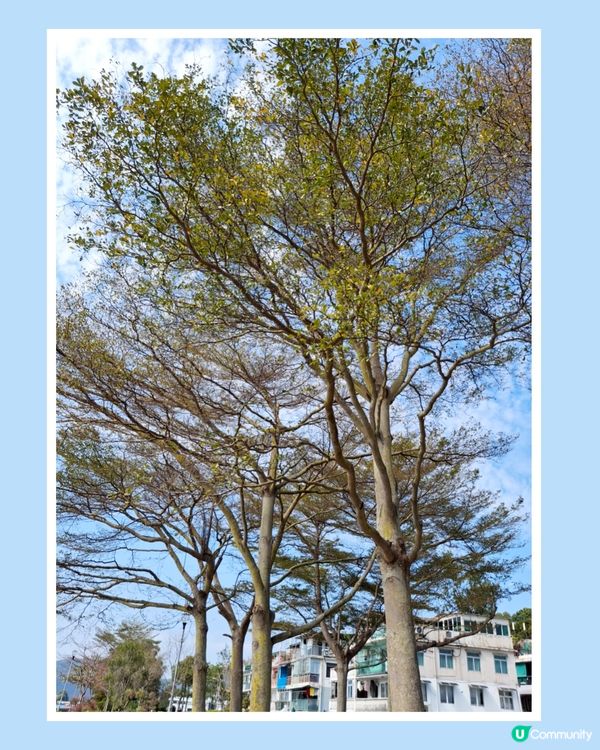 坪洲遊❣️小島悠閒寧静享受 😊💜🤗🫶