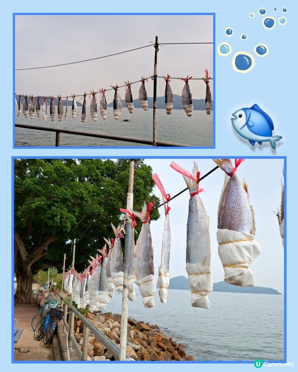 坪洲遊❣️小島悠閒寧静享受 😊💜🤗🫶