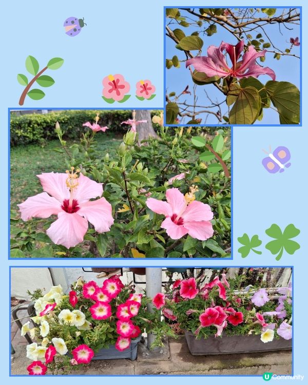 坪洲遊❣️小島悠閒寧静享受 😊💜🤗🫶