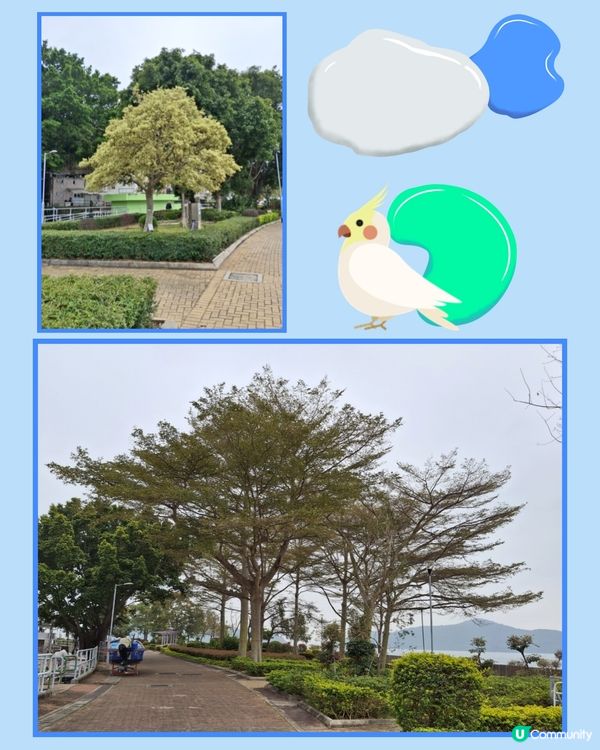 坪洲遊❣️小島悠閒寧静享受 😊💜🤗🫶