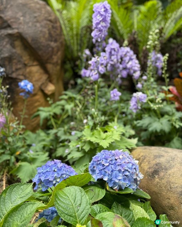 深圳仙湖植物園