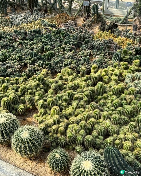 深圳仙湖植物園
