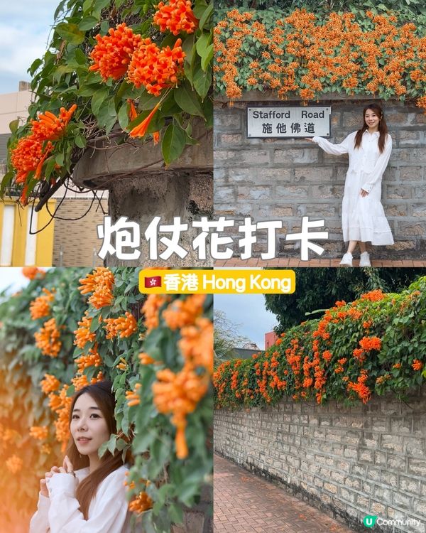 ｛賞花好去處｝🧡九龍塘炮杖花打卡位