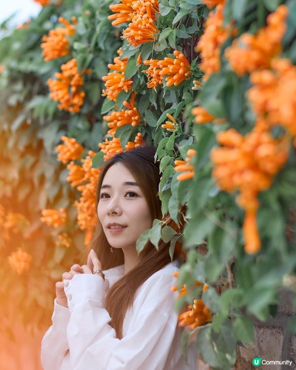 ｛賞花好去處｝🧡九龍塘炮杖花打卡位