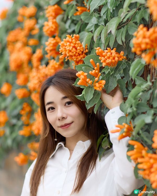 ｛賞花好去處｝🧡九龍塘炮杖花打卡位