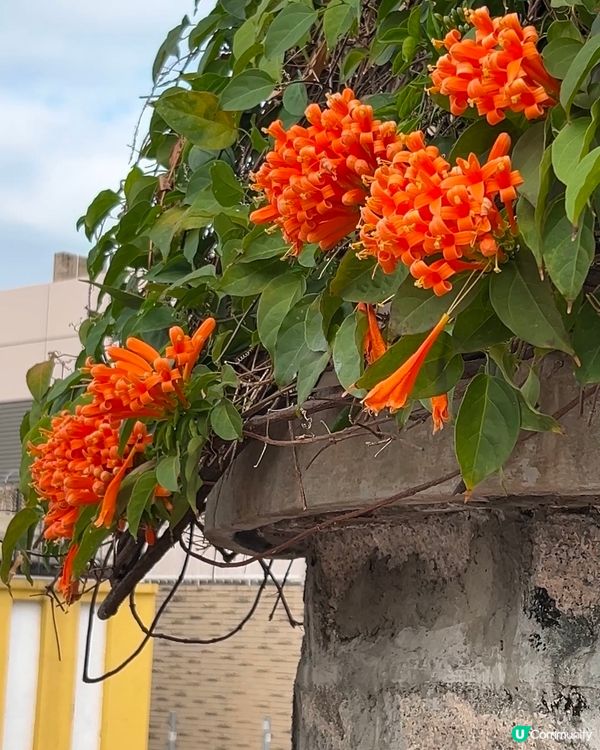 ｛賞花好去處｝🧡九龍塘炮杖花打卡位