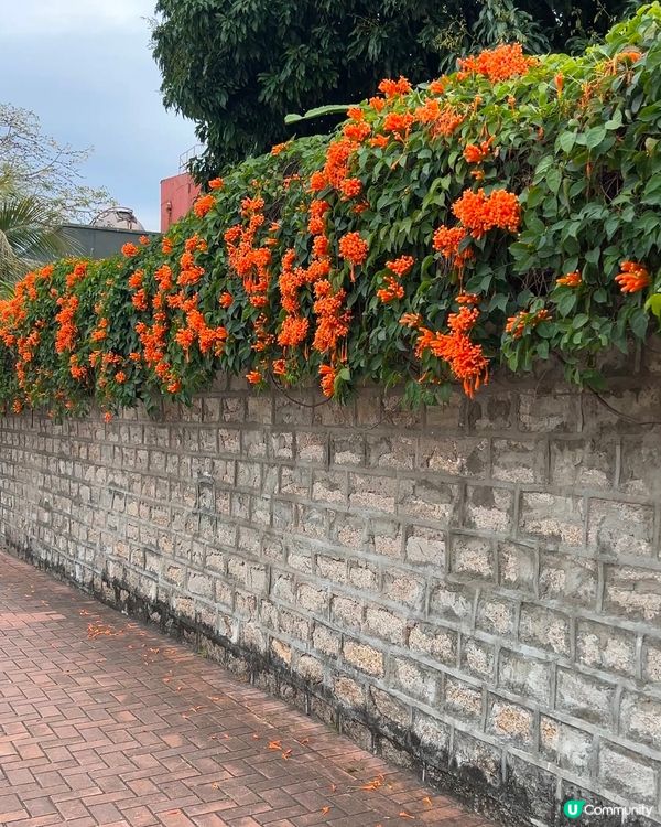 ｛賞花好去處｝🧡九龍塘炮杖花打卡位