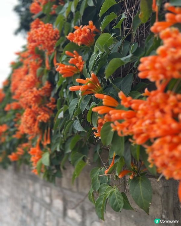 ｛賞花好去處｝🧡九龍塘炮杖花打卡位