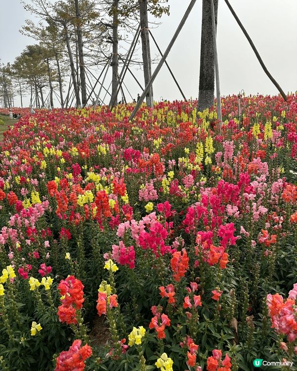 珠海春天好去處！沿海花海長廊，佈滿金魚草花，睇住黃昏野餐超級...