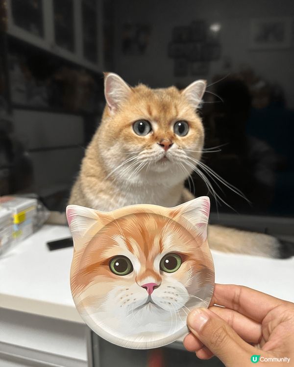 我家的小肥肥，擁有令人愛不釋手既肉肉