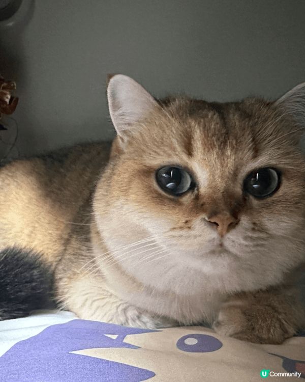 我家的小肥肥，擁有令人愛不釋手既肉肉