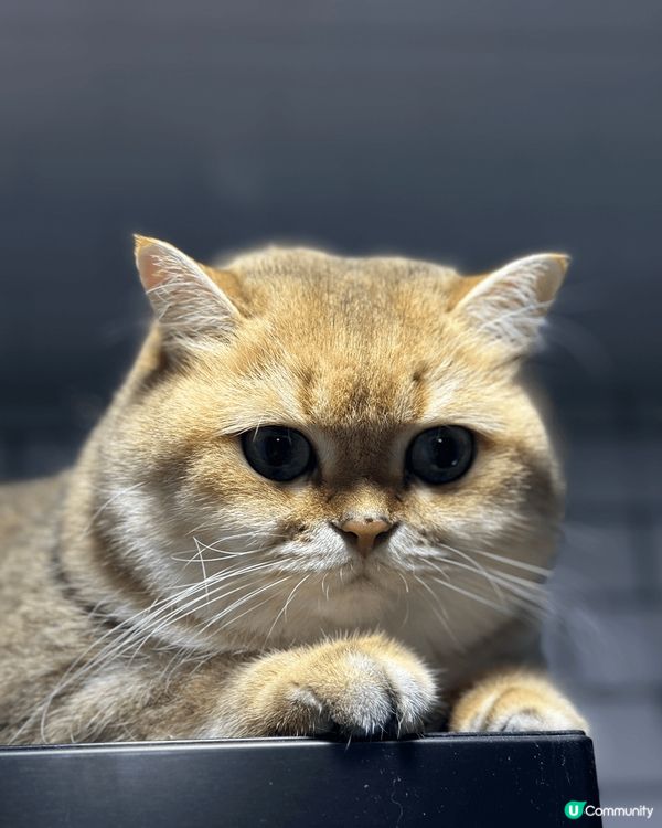 我家的小肥肥，擁有令人愛不釋手既肉肉