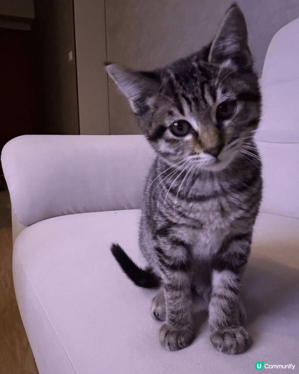 毛孩子叫碌碌，本來係一隻流浪貓貓，佢最鍾意就係曬太陽睇風景🤣...