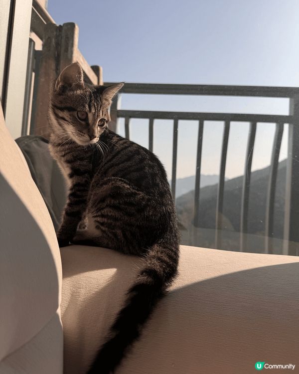 毛孩子叫碌碌，本來係一隻流浪貓貓，佢最鍾意就係曬太陽睇風景🤣...