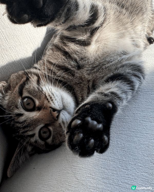 毛孩子叫碌碌，本來係一隻流浪貓貓，佢最鍾意就係曬太陽睇風景🤣...