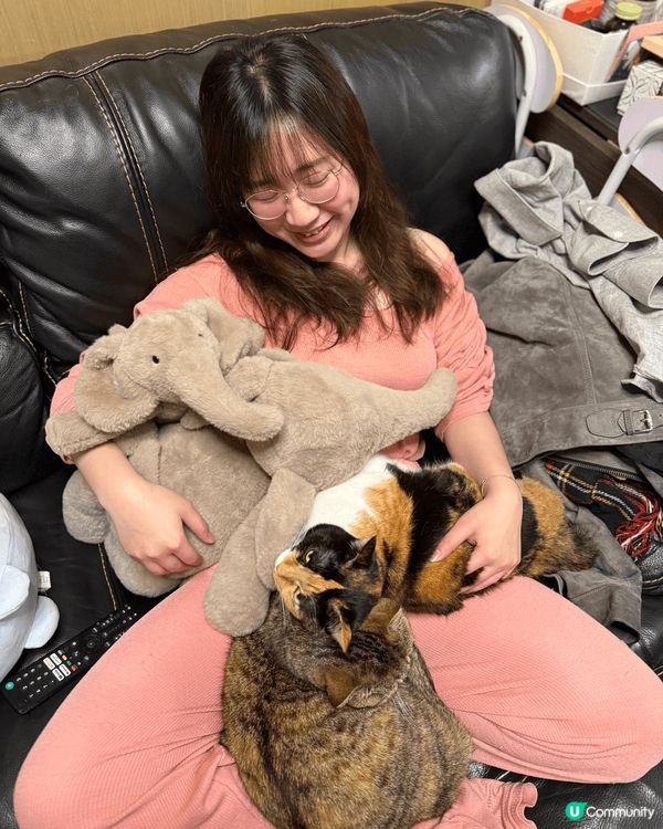 圖片展示了兩隻可愛的貓咪，牠們在家中舒適的樣子。貓咪的毛色各...