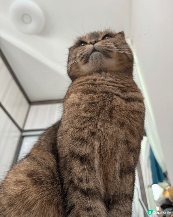 圖片展示了兩隻可愛的貓咪，牠們在家中舒適的樣子。貓咪的毛色各...