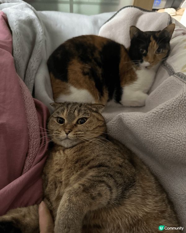 圖片展示了兩隻可愛的貓咪，牠們在家中舒適的樣子。貓咪的毛色各...