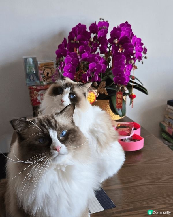 我兩隻貓萌寶的日常照和拜年照，捕捉到牠們最可愛和有性格的時刻...