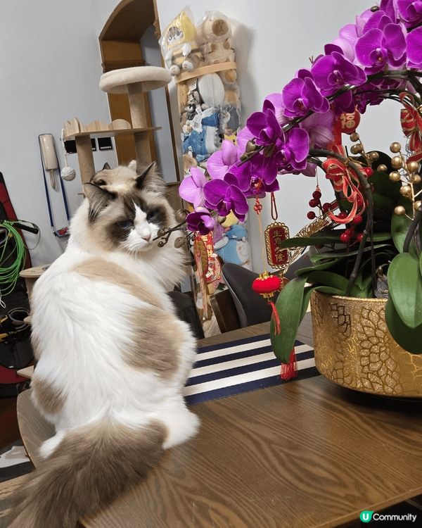 我兩隻貓萌寶的日常照和拜年照，捕捉到牠們最可愛和有性格的時刻...