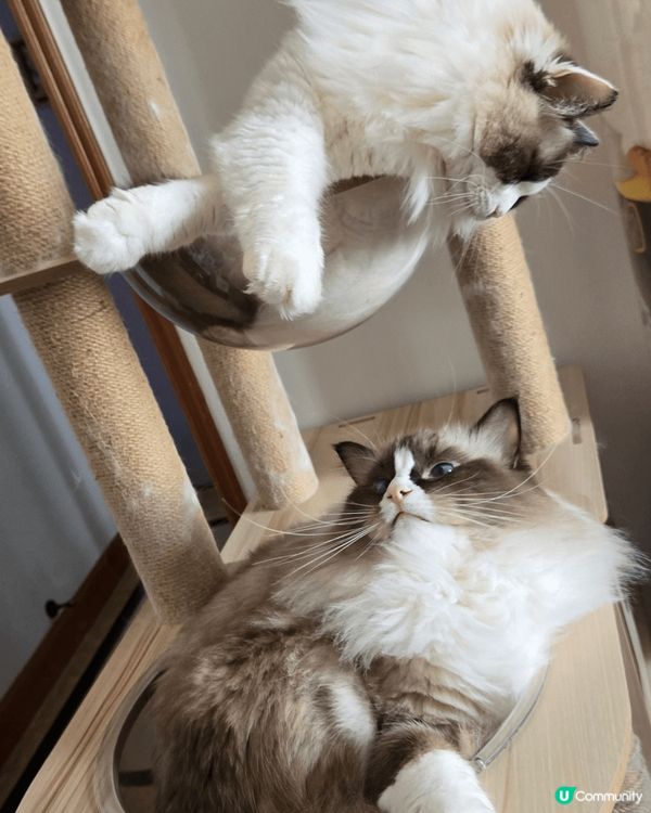 我兩隻貓萌寶的日常照和拜年照，捕捉到牠們最可愛和有性格的時刻...