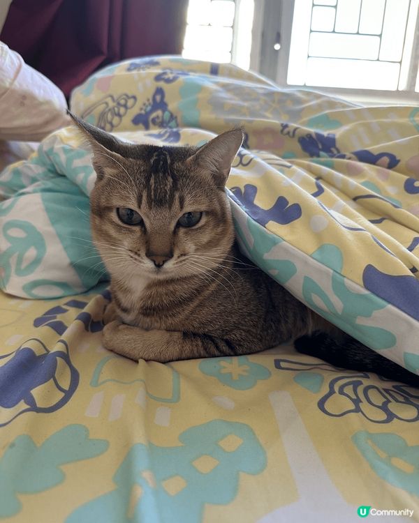 啡色唐貓仔叫茶茶，細膽但鍾意玩，白色金吉拉叫米米，大膽餵食，...