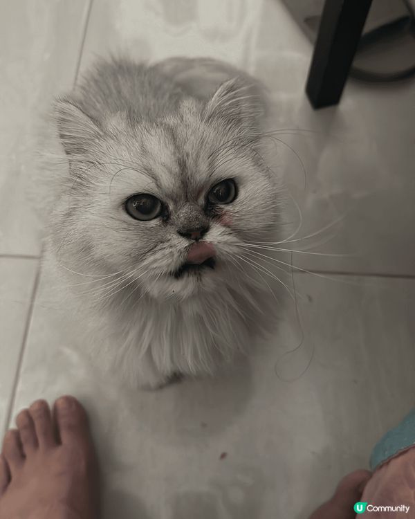 啡色唐貓仔叫茶茶，細膽但鍾意玩，白色金吉拉叫米米，大膽餵食，...