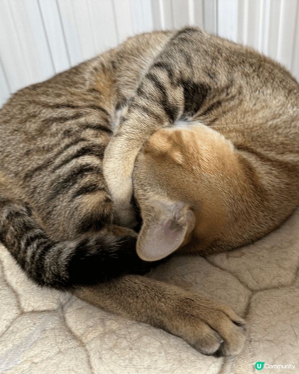 啡色唐貓仔叫茶茶，細膽但鍾意玩，白色金吉拉叫米米，大膽餵食，...