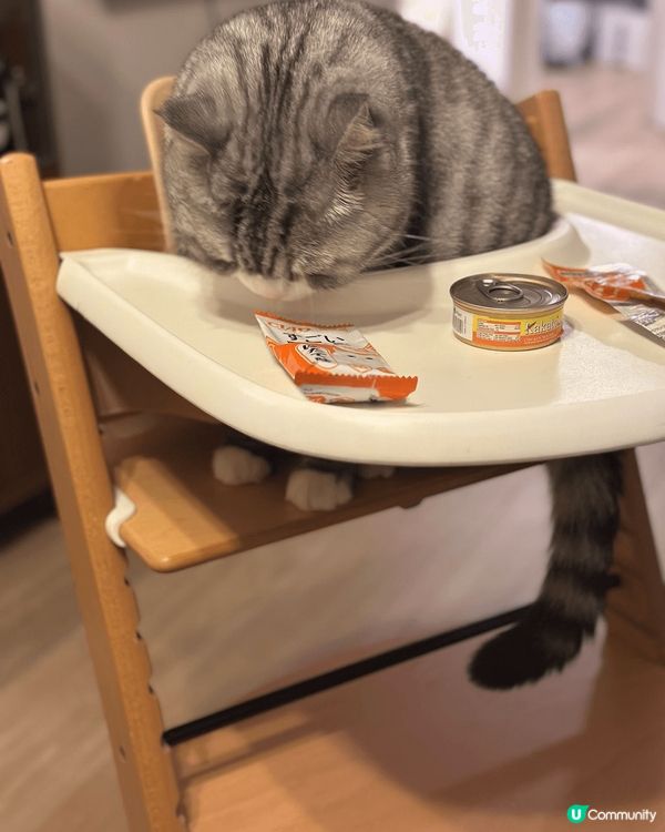 其實我都係個BB仔嚟嘅咋。所有買俾BB仔嘅物件都啱我用~Me...