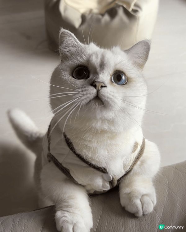喵～大家巧～禾系chacha牙🐱雖然禾腳短，但禾可以企系度高...