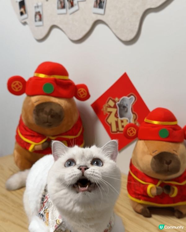 喵～大家巧～禾系chacha牙🐱雖然禾腳短，但禾可以企系度高...