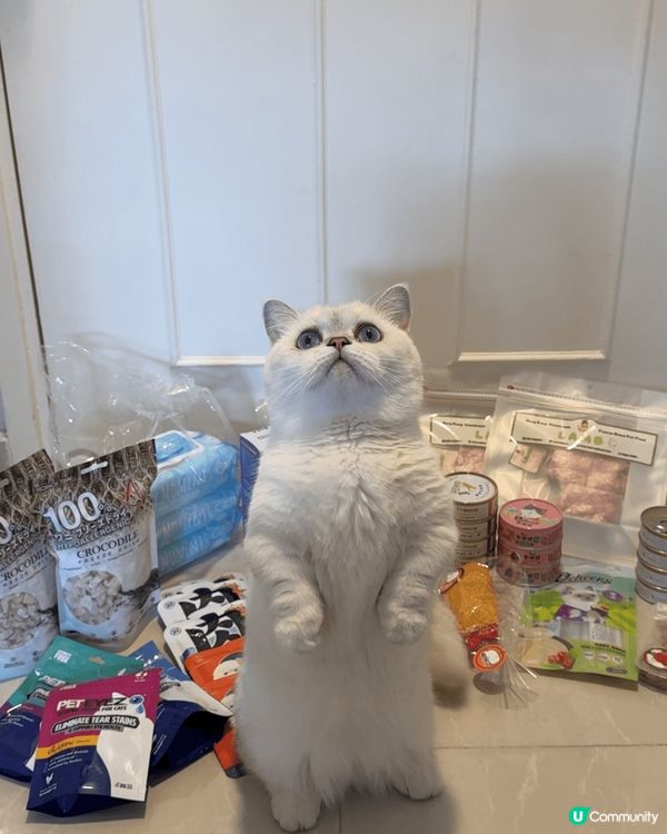 喵～大家巧～禾系chacha牙🐱雖然禾腳短，但禾可以企系度高...