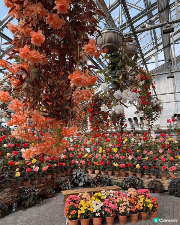 一月份去咗名古屋嘅白川鄉同埋名花之里。