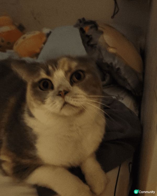 我家的寶貝