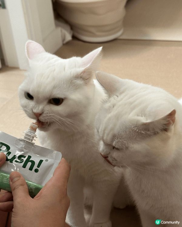 我家有兩隻白貓叫一筒和二筒，她們是吃貨，兩隻貓會搶凍乾和零食...