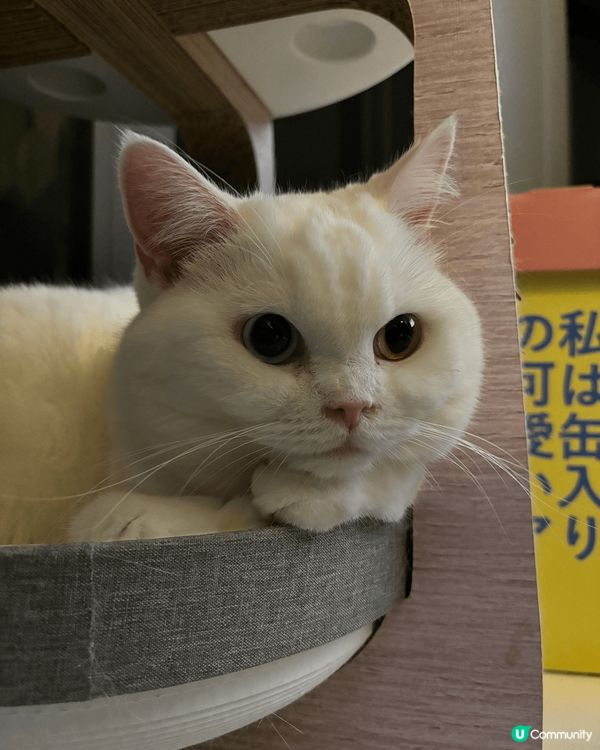 我家有兩隻白貓叫一筒和二筒，她們是吃貨，兩隻貓會搶凍乾和零食...