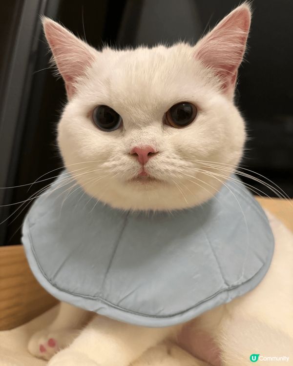 我家有兩隻白貓叫一筒和二筒，她們是吃貨，兩隻貓會搶凍乾和零食...