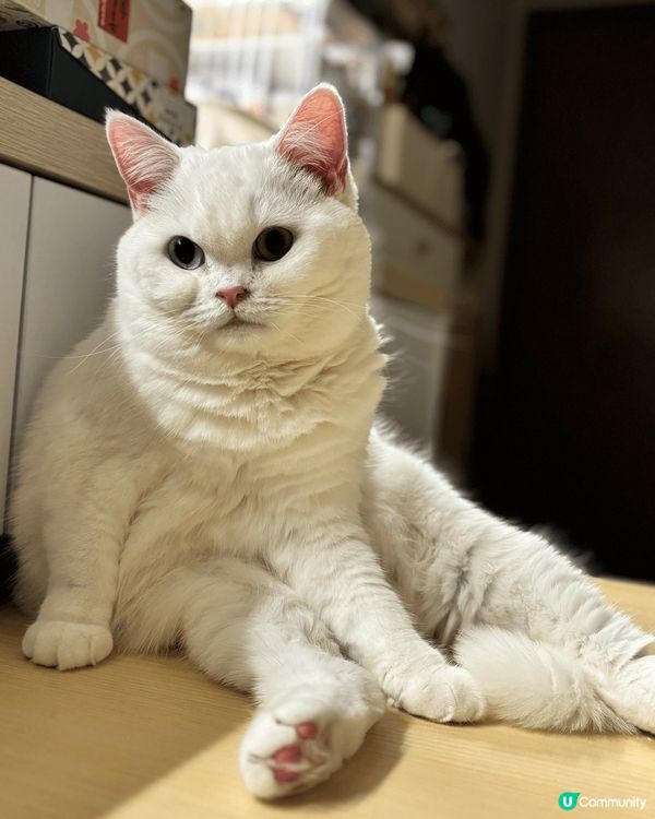 我家有兩隻白貓叫一筒和二筒，她們是吃貨，兩隻貓會搶凍乾和零食...