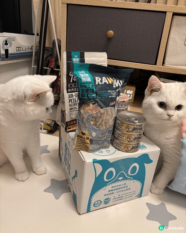我家有兩隻白貓叫一筒和二筒，她們是吃貨，兩隻貓會搶凍乾和零食...