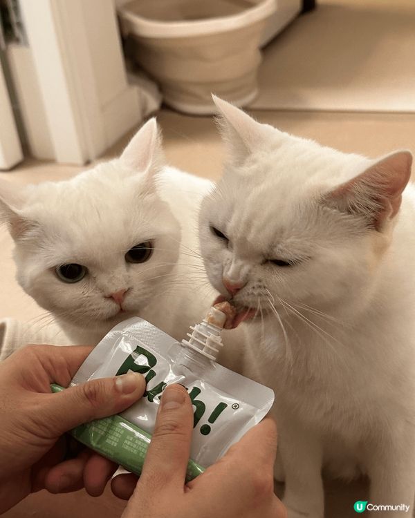 我家有兩隻白貓叫一筒和二筒，她們是吃貨，兩隻貓會搶凍乾和零食...