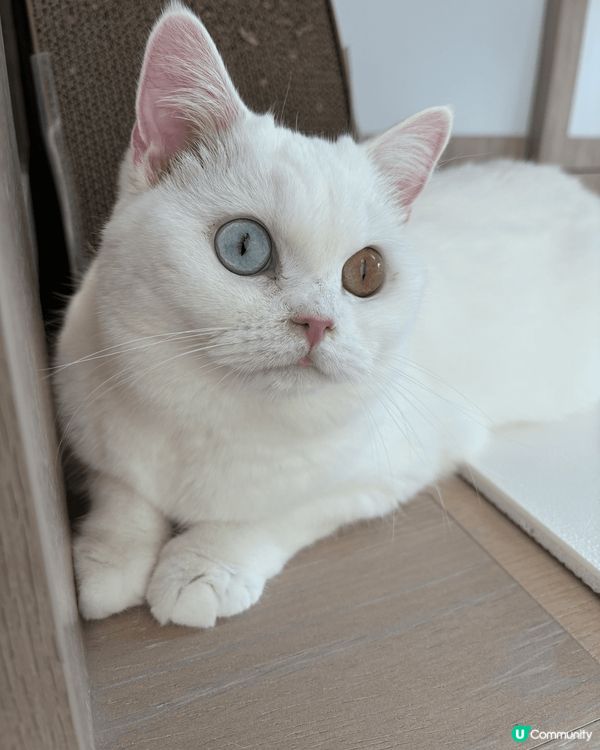 我家有兩隻白貓叫一筒和二筒，她們是吃貨，兩隻貓會搶凍乾和零食...