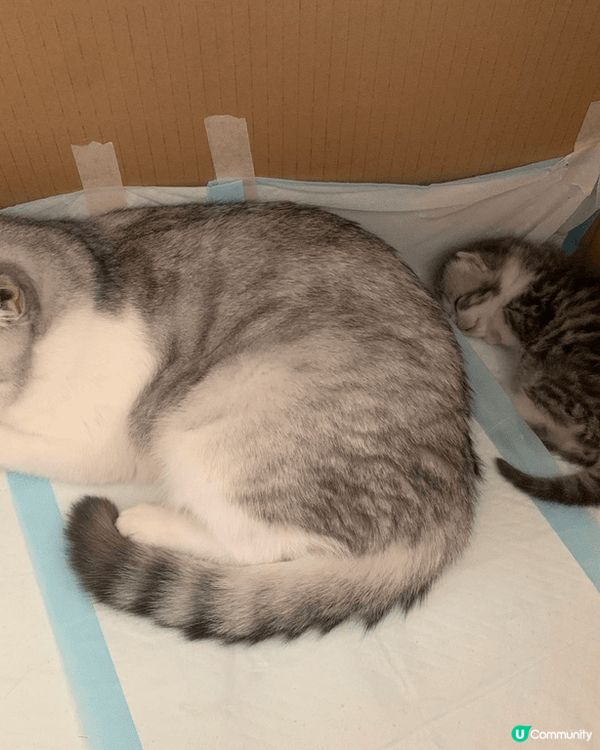 ·相片是英短🐱父母及仔仔,黑白色的是🐱爸，淺灰白色女🐱是Mo...