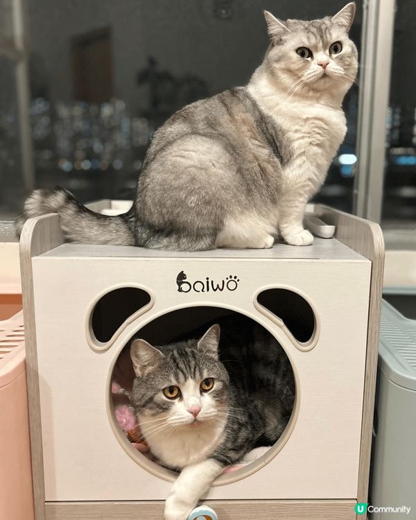 ·相片是英短🐱父母及仔仔,黑白色的是🐱爸，淺灰白色女🐱是Mo...